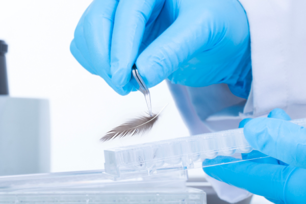 Analisi per l'avifauna