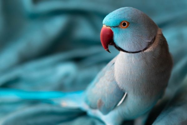 Avian molecular diagnostic services