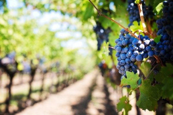 Grapes and grapevine cultivar identification