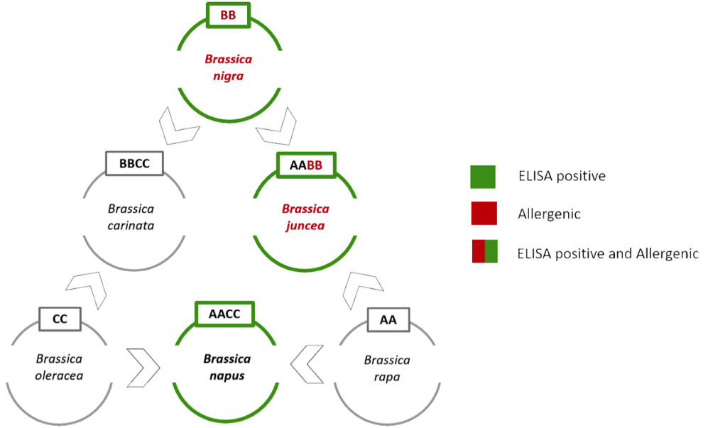 Schema allergeni senape