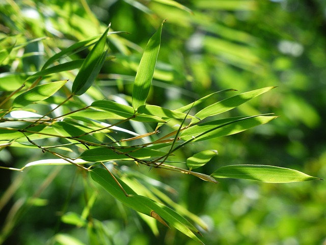 bamboo